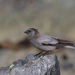Black-headed Mountain-Finch - Photo (c) Денис Жбир, all rights reserved, uploaded by Денис Жбир