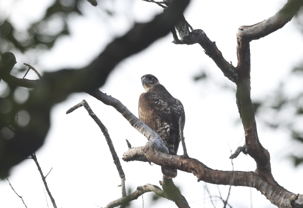 African Hawk-eagle From Chikwawa, Malawi On 05 June, 2022 At 07:54 Am 