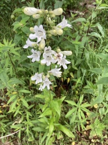 Penstemon digitalis
