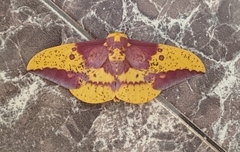 Eacles imperialis image