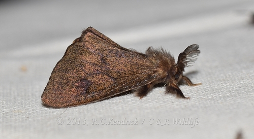 Polillas cargapalitos (Familia Psychidae) · iNaturalist Mexico