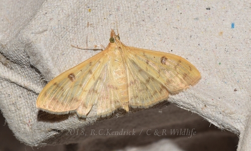 Botyodes diniasalis (Walker, 1859)