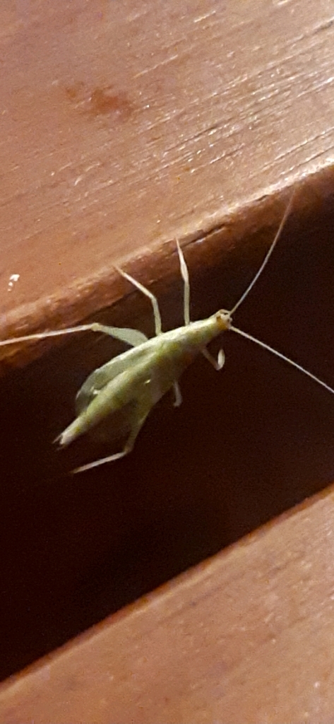 Thin-lined Tree Cricket from Universidad Zamorano on May 12, 2022 at 07 ...