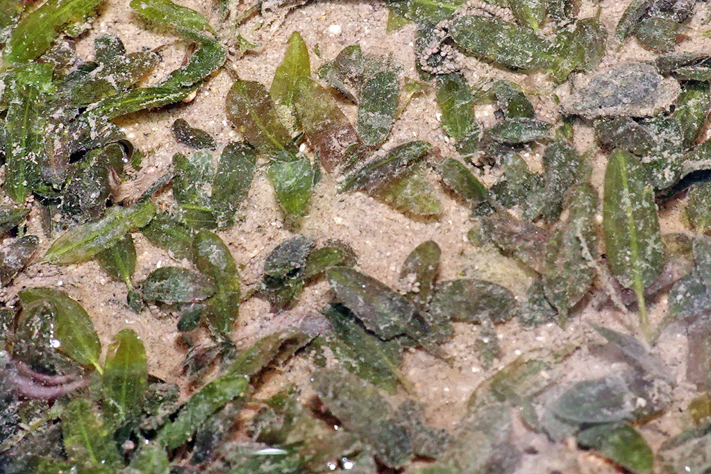 Oceans Turf Example Ocean turf grass in May 2022 by Carol Kwok. 貝氏鹽藻 Beccari's seagrass ...