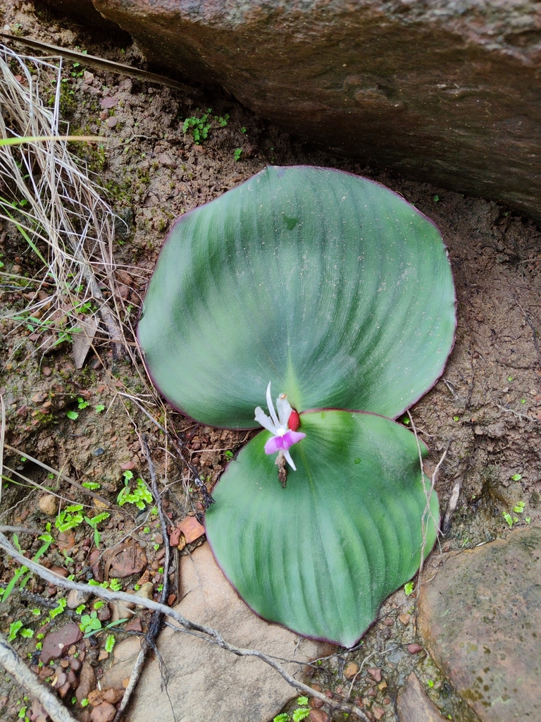 Kaempferia laotica (Kaempferia laotica)