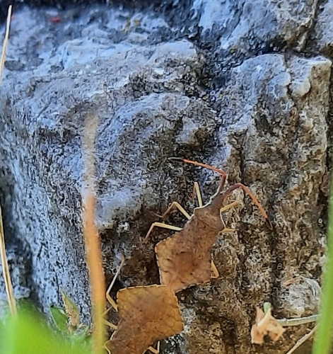 obrubnica lúčna (Syromastus rhombeus)