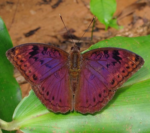 Common Palm Forester