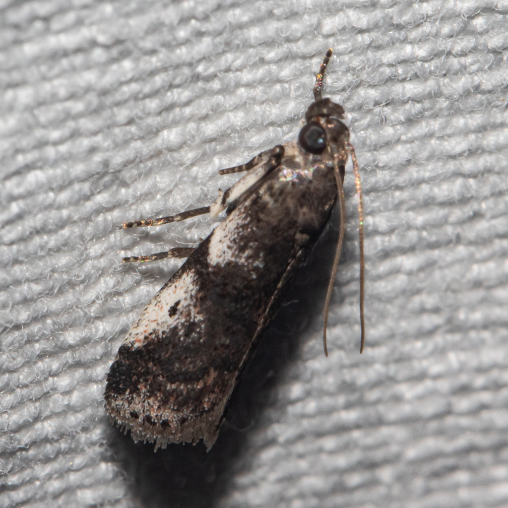 Cranberry Fruitworm Moth from Patuxent Research Refuge, Anne Arundel ...