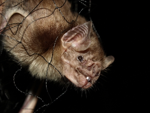 Common Vampire Bat