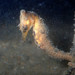 Observation photo