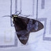 Dysschema tricolora - Photo (c) Rainer Deo, all rights reserved, uploaded by Rainer Deo