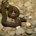 Kosempo Keelback - Photo (c) Po-Wei Chi, all rights reserved, uploaded by Po-Wei Chi