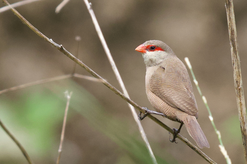 Common Waxbill