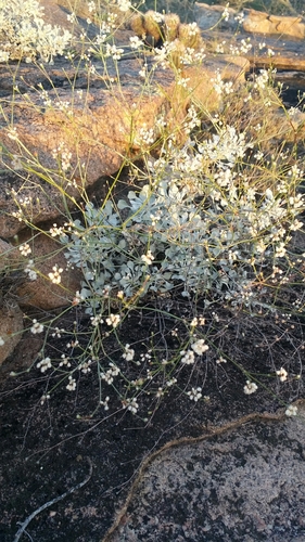 tall buckwheat (Eriogonum tenellum)