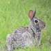 Mearns's Eastern Cottontail - Photo (c) Cade, all rights reserved, uploaded by Cade