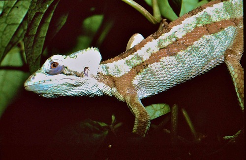 Serrated Casquehead Iguana