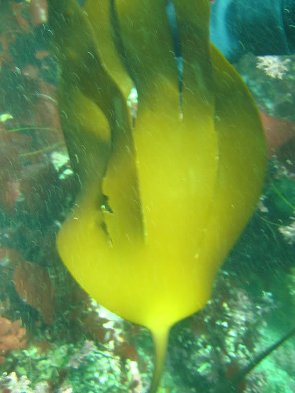 Oar Weed (Rocky Intertidal Species Southern California) · INaturalist