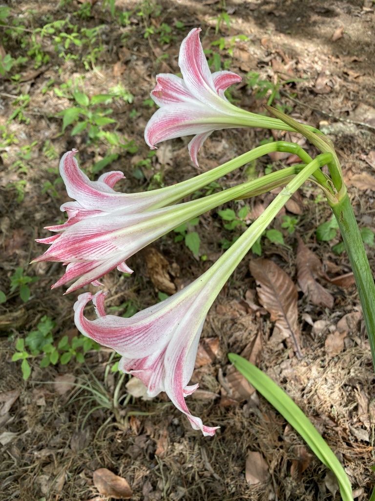 hippeastrum red lion Amaryllis Red Lion | Bag of 3 Wholesale Bulbs | Hippeastrum 'Red Lion' | Zone 3-10 | Red | 18 inches | Full Sun