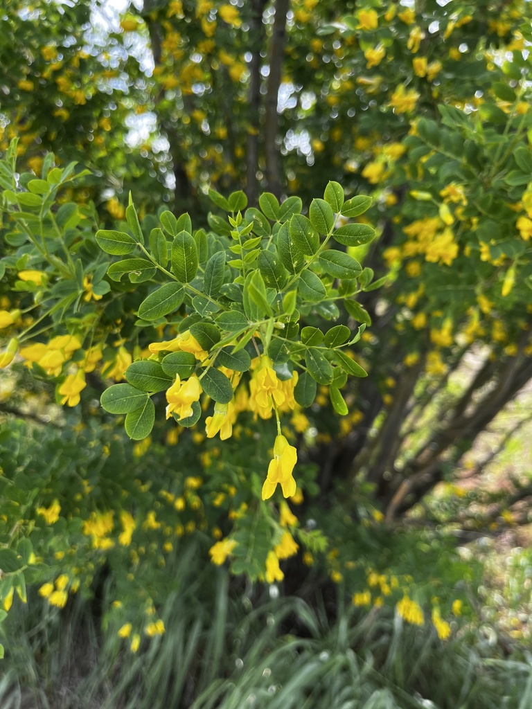 Caragana arborescens — an easy houseplant, prefers full sun light