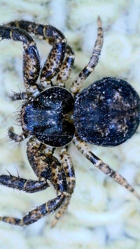 Utah Crab Spider
