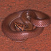 Little Spotted Snake - Photo (c) Paul Freed, all rights reserved, uploaded by Paul Freed