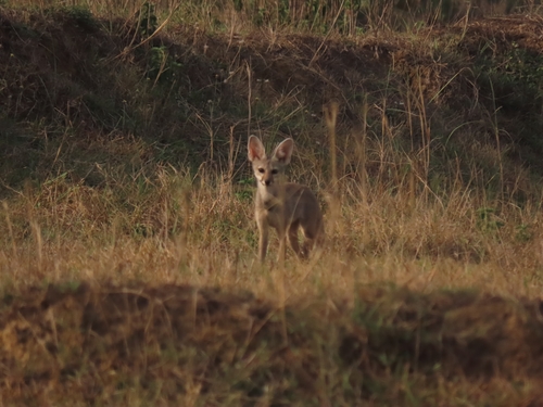 Indian Fox