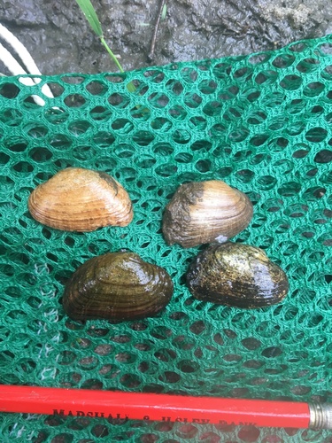 Slippershell Mussel