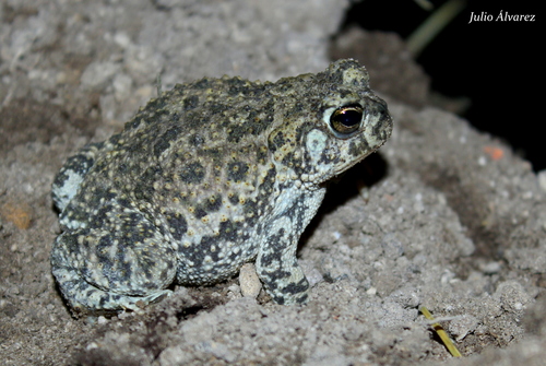 Plateau Toad