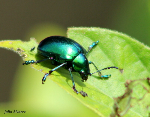 Eumolpus robustus (Horn, 1885)