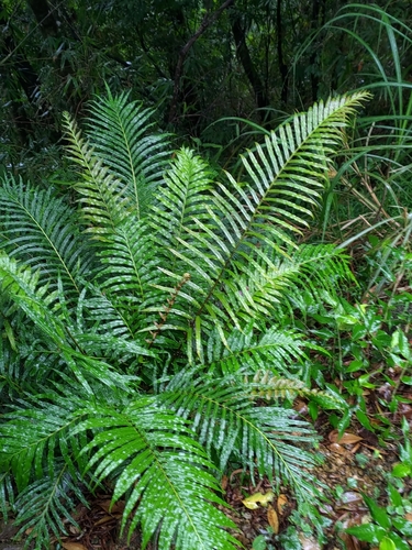 midsorus fern (Blechnum orientale)