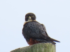 Falco rufigularis image