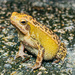 Asian Sticky Frogs - Photo (c) Alfred Cheung, all rights reserved, uploaded by Alfred Cheung