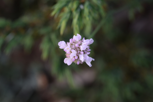 Armeria aspromontana