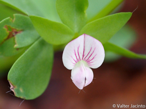 Lotus conimbricensis Brot.
