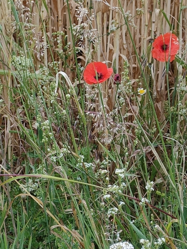 Papaver X strigosum