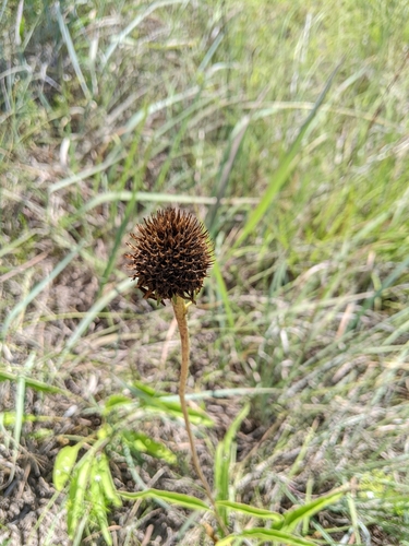 narrow-leaved purple coneflower