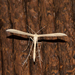 Goldenrod Plume Moth - Photo (c) Timothy Reichard, all rights reserved, uploaded by Timothy Reichard