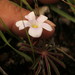 Oxalis hernandesii - Photo (c) Julio Alejandro Álvarez Ruiz, todos los derechos reservados, subido por Julio Alejandro Álvarez Ruiz