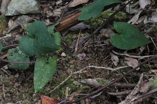 Asarum gusk