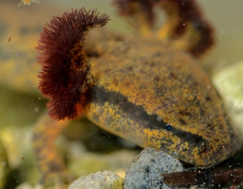Common Mudpuppy