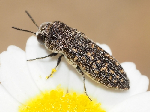 Acmaeoderella adspersula (Illiger, 1803)