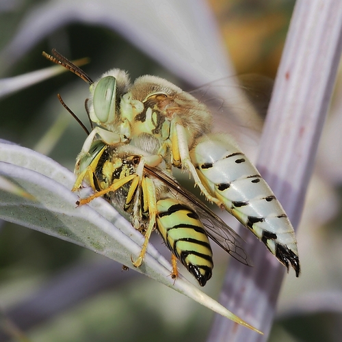 Bembix olivacea