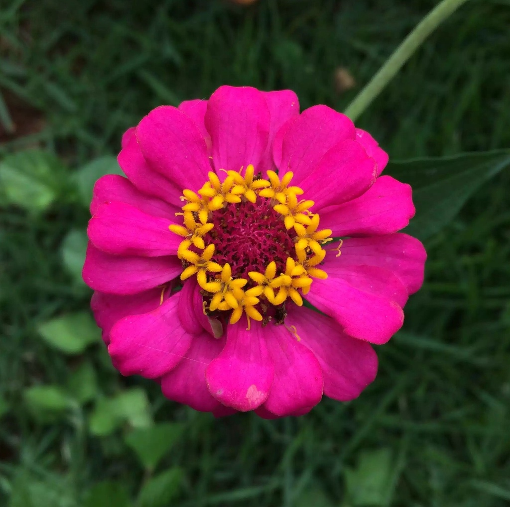 Zinnia