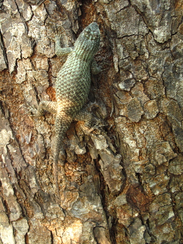 Lundell's Spiny Lizard