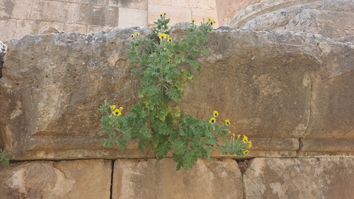 Yellow Henbane