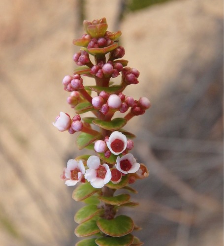 Scholtzia leptantha