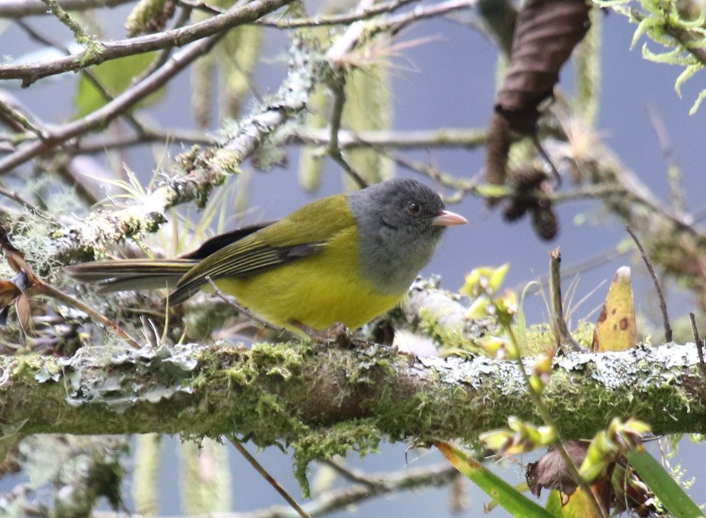 Pink-billed Cnemoscopus photo