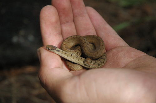 Mexican Brown Snake