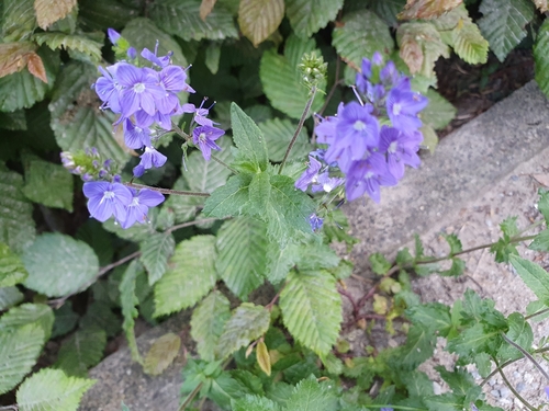 Broadleaf Speedwell