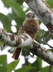 Nystalus radiatus image